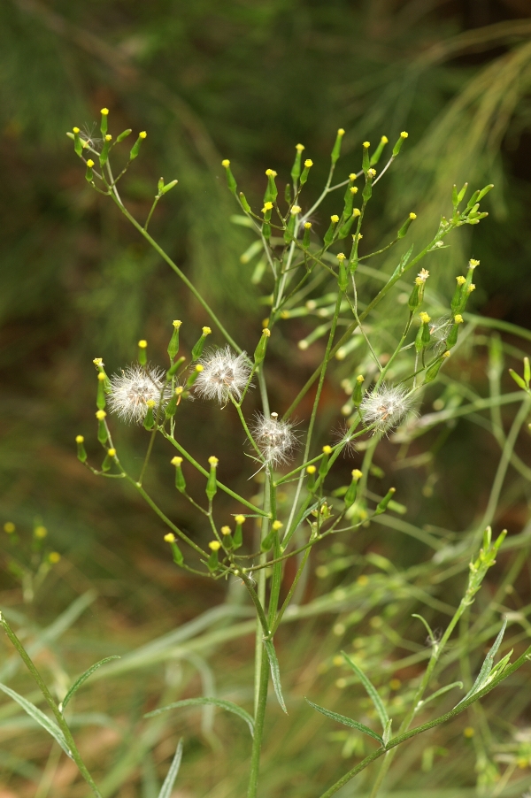 Senecio prenanthoides